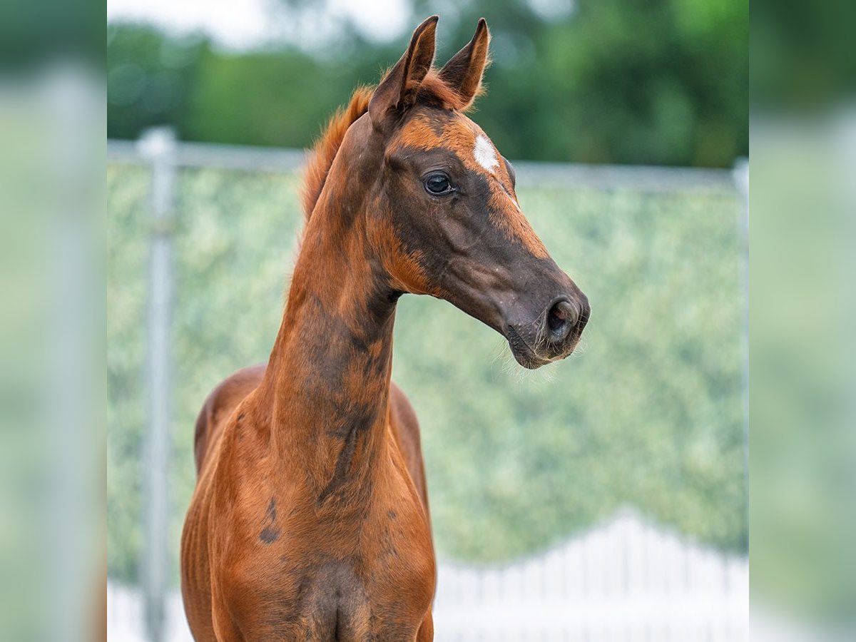 Westphalian Mare Foal (06/2025) Chestnut in M&#xFC;nster-Handorf