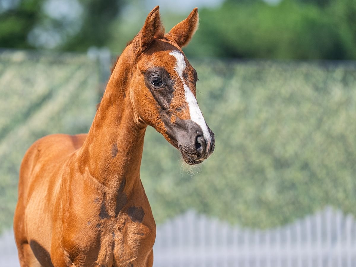 Westphalian Mare  Chestnut in M&#xFC;nster Handorf