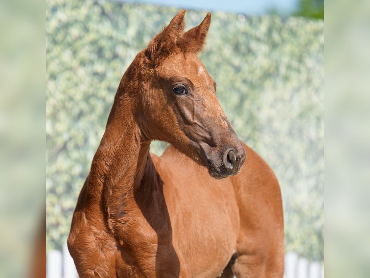 Westphalian Mare  Chestnut in Münster-Handorf
