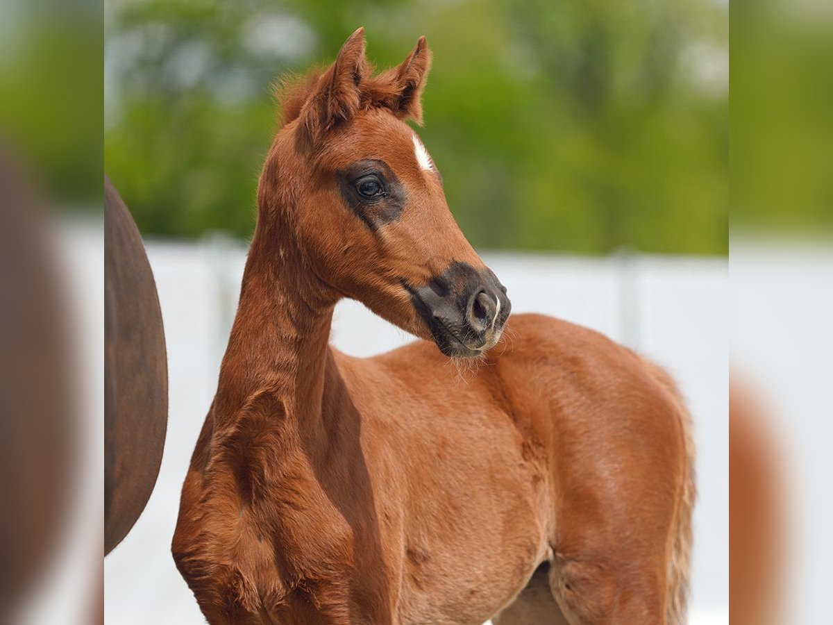 Westphalian Mare Foal (03/2024) Chestnut in Münster-Handorf