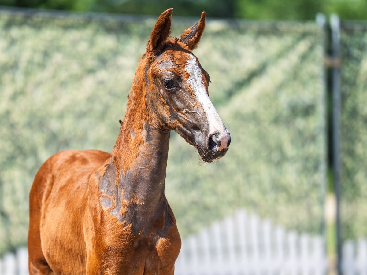 Westphalian Mare  Chestnut in M&#xFC;nster Handorf