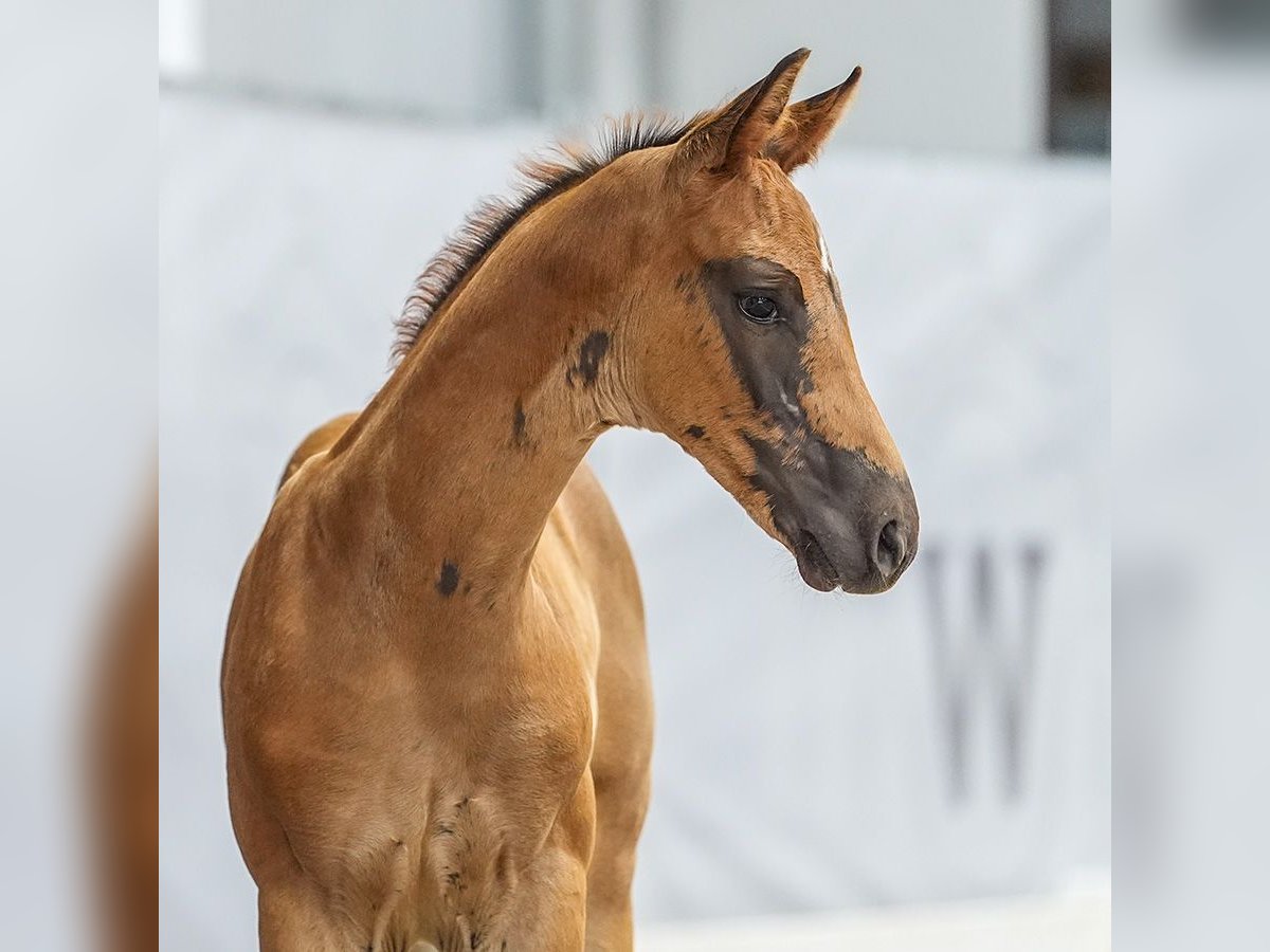 Westphalian Mare Foal (05/2024) Chestnut in Münster-Handorf