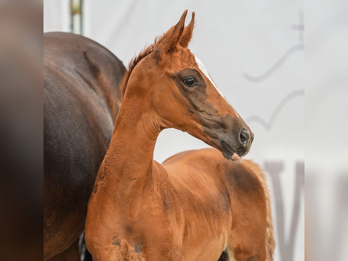 Westphalian Mare Foal (07/2024) Chestnut in Münster-Handorf