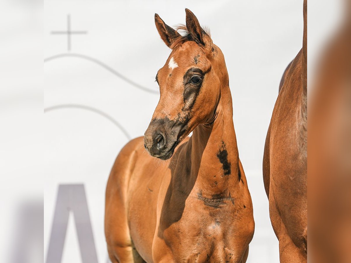 Westphalian Mare Foal (06/2024) Chestnut in Münster-Handorf