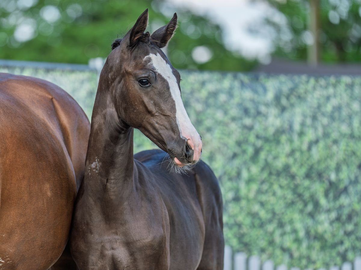 Westphalian Mare  Chestnut in M&#xFC;nster Handorf