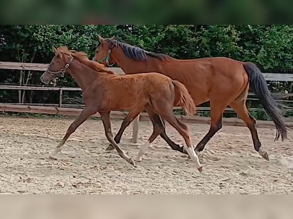 Westphalian Mare Foal (03/2025) Chestnut in Ostbevern