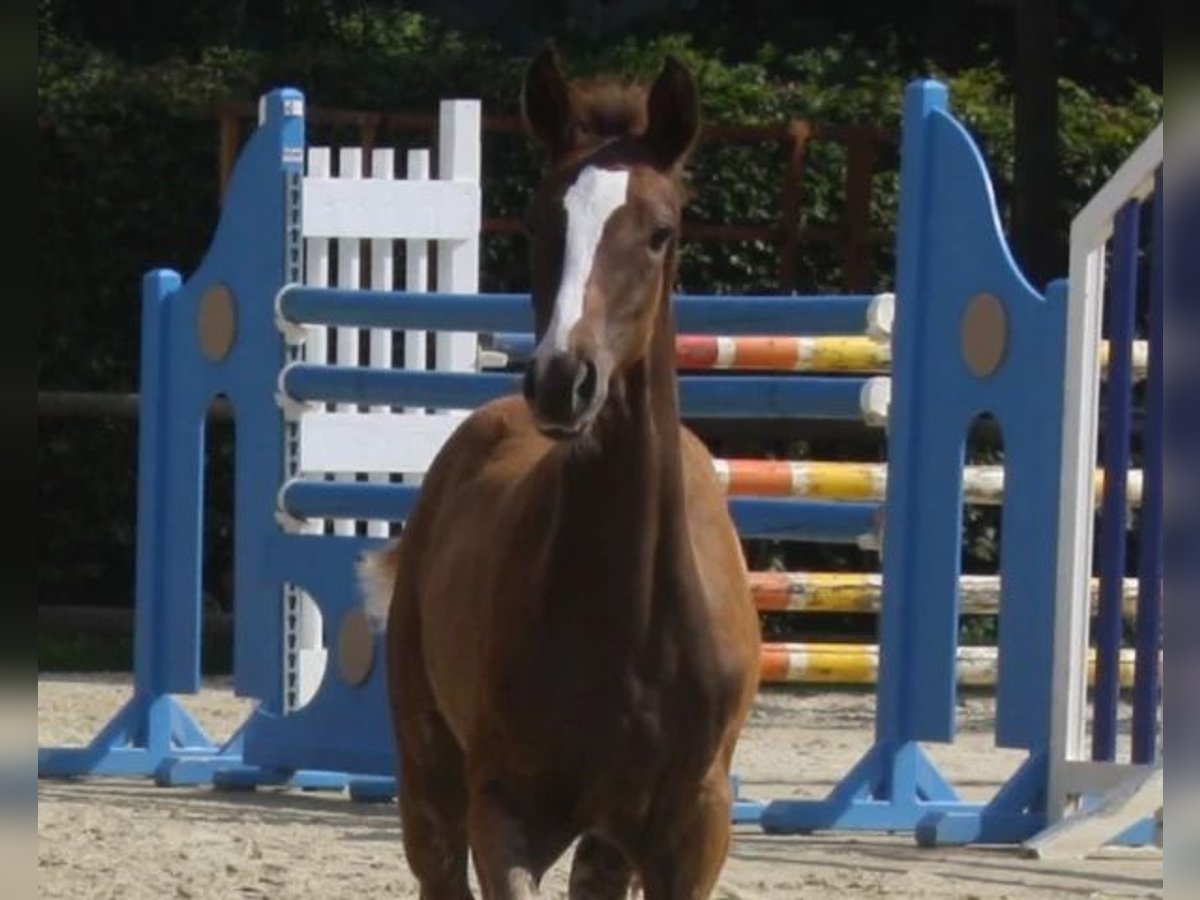 Westphalian Mare Foal (03/2024) Chestnut in Witten