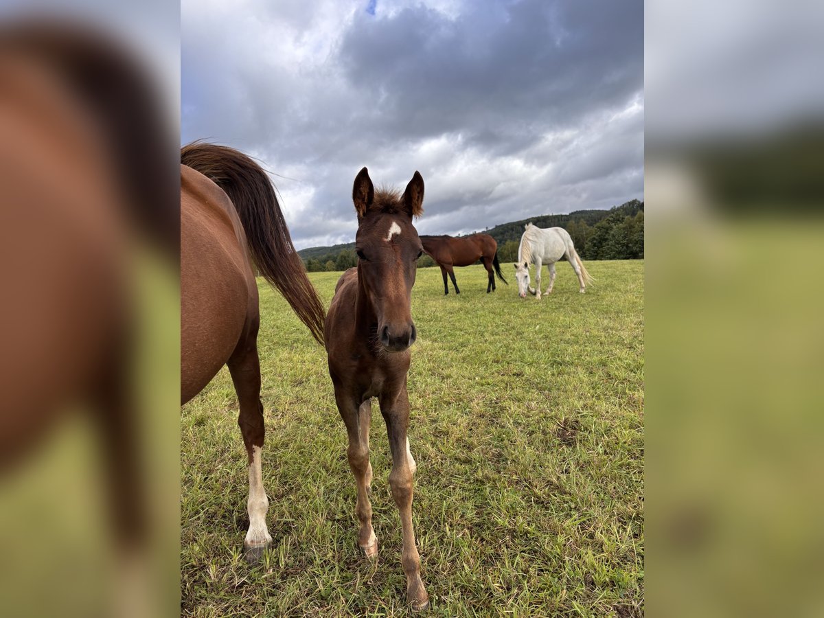 Westphalian Mare Foal (05/2025) Chestnut in Netphen