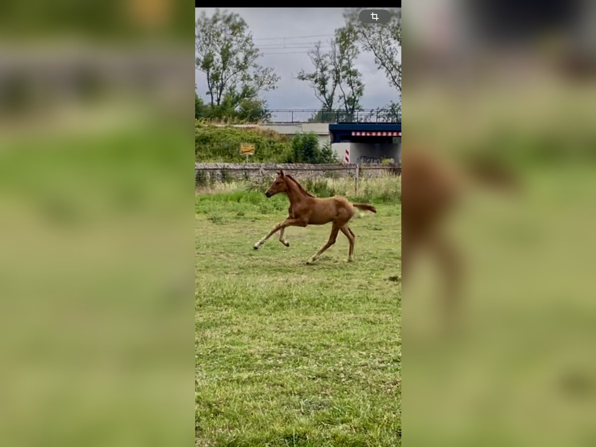 Westphalian Mare  Chestnut-Red in Unna