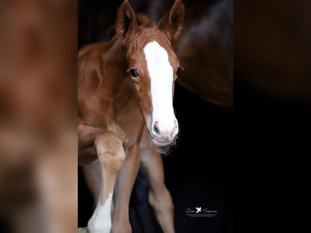 Westphalian Mare  Chestnut-Red in Neuenkirchen-Vörden