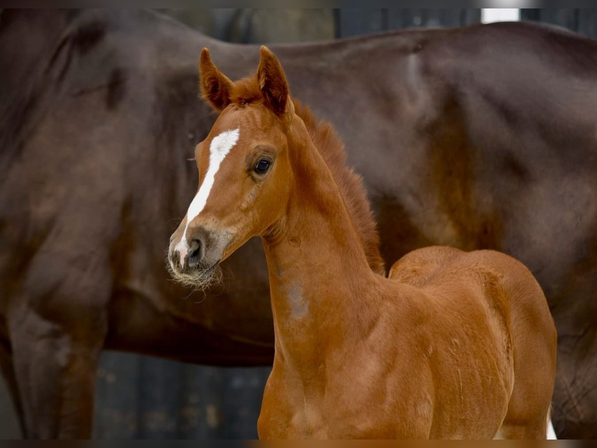 Westphalian Mare Foal (06/2025) Chestnut-Red in Coesfeld