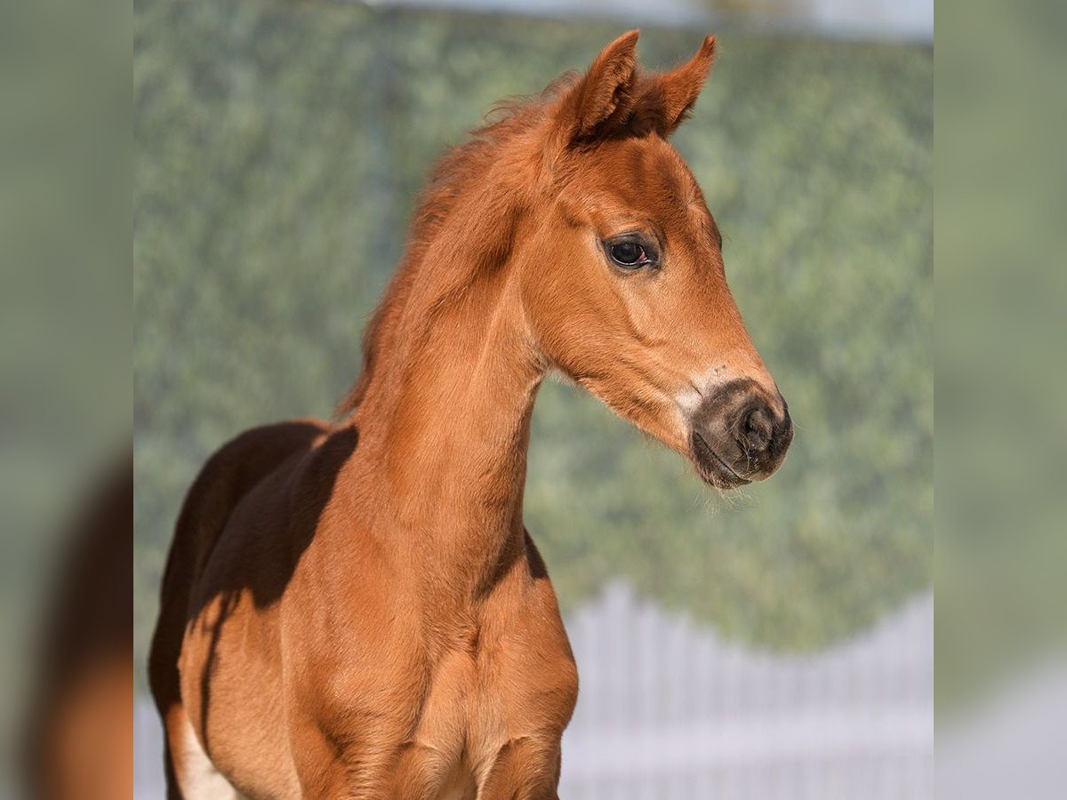Westphalian Mare  Chestnut-Red in Münster-Handorf