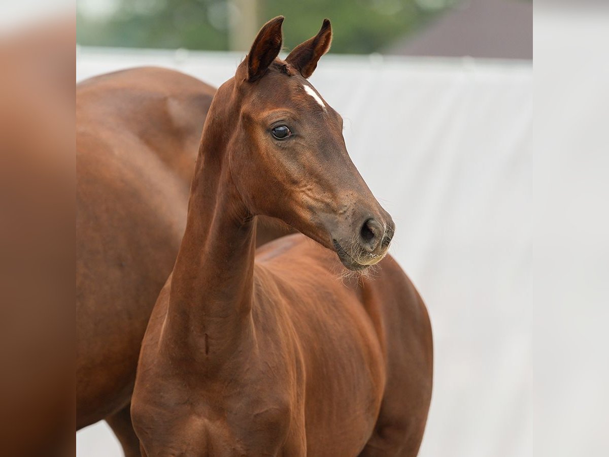 Westphalian Mare Foal (04/2024) Chestnut-Red in Münster-Handorf