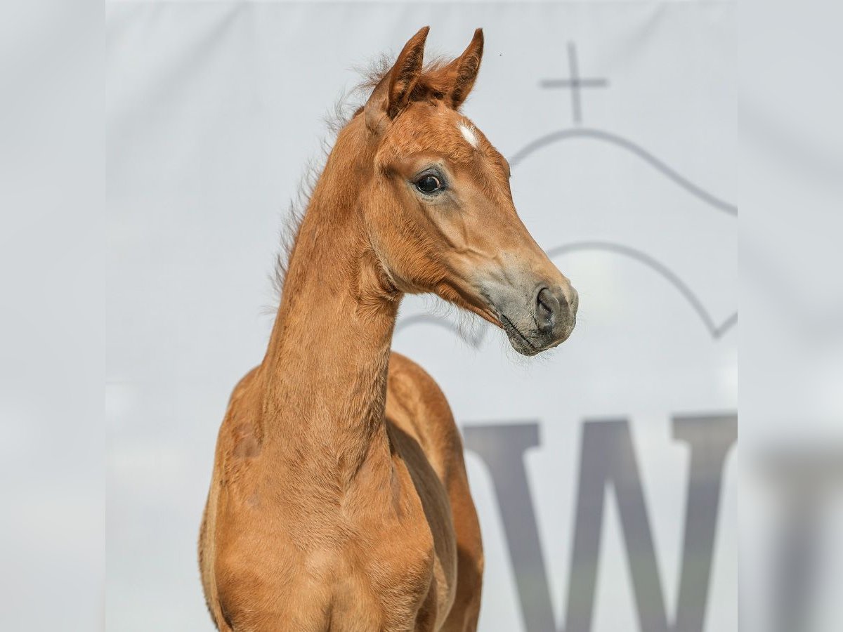 Westphalian Mare Foal (04/2024) Chestnut-Red in Münster-Handorf