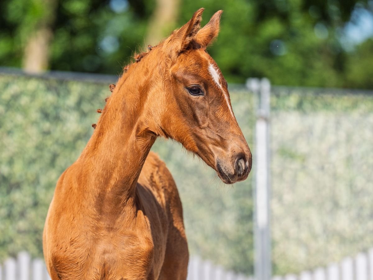 Westphalian Mare  Chestnut-Red in M&#xFC;nster Handorf
