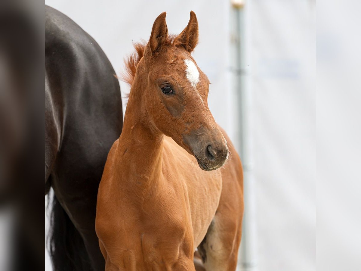 Westphalian Mare Foal (05/2024) Chestnut-Red in Münster-Handorf