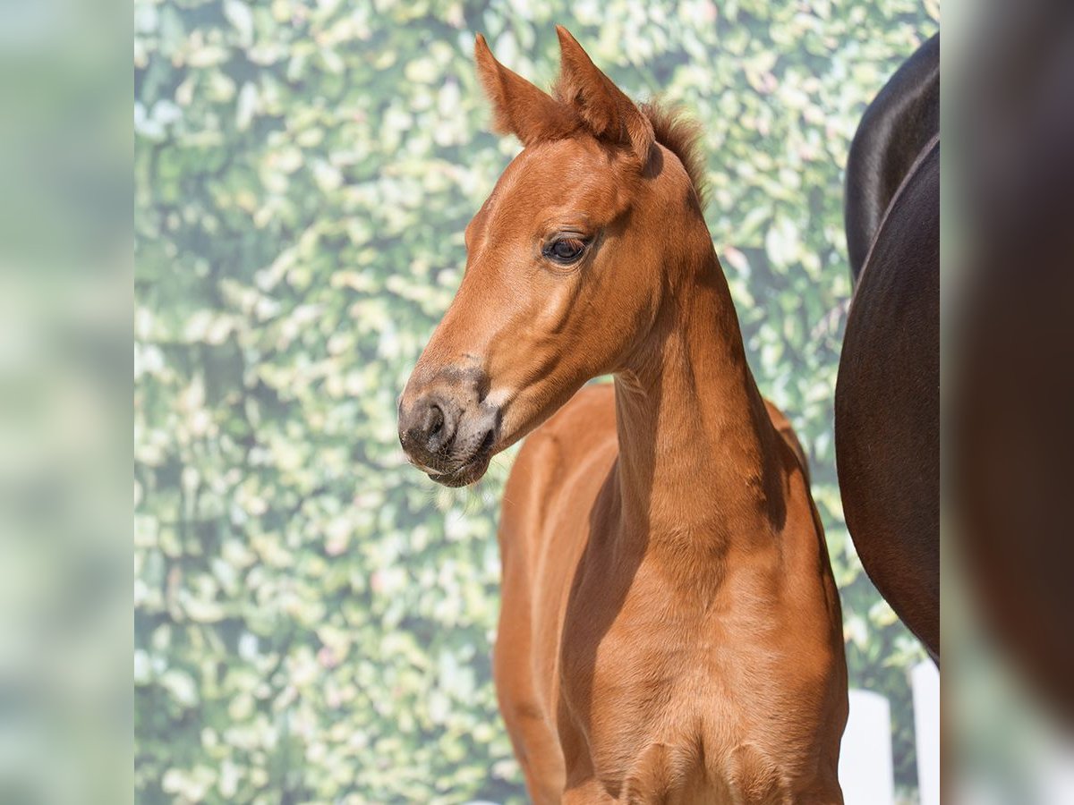 Westphalian Mare  Chestnut-Red in Münster-Handorf