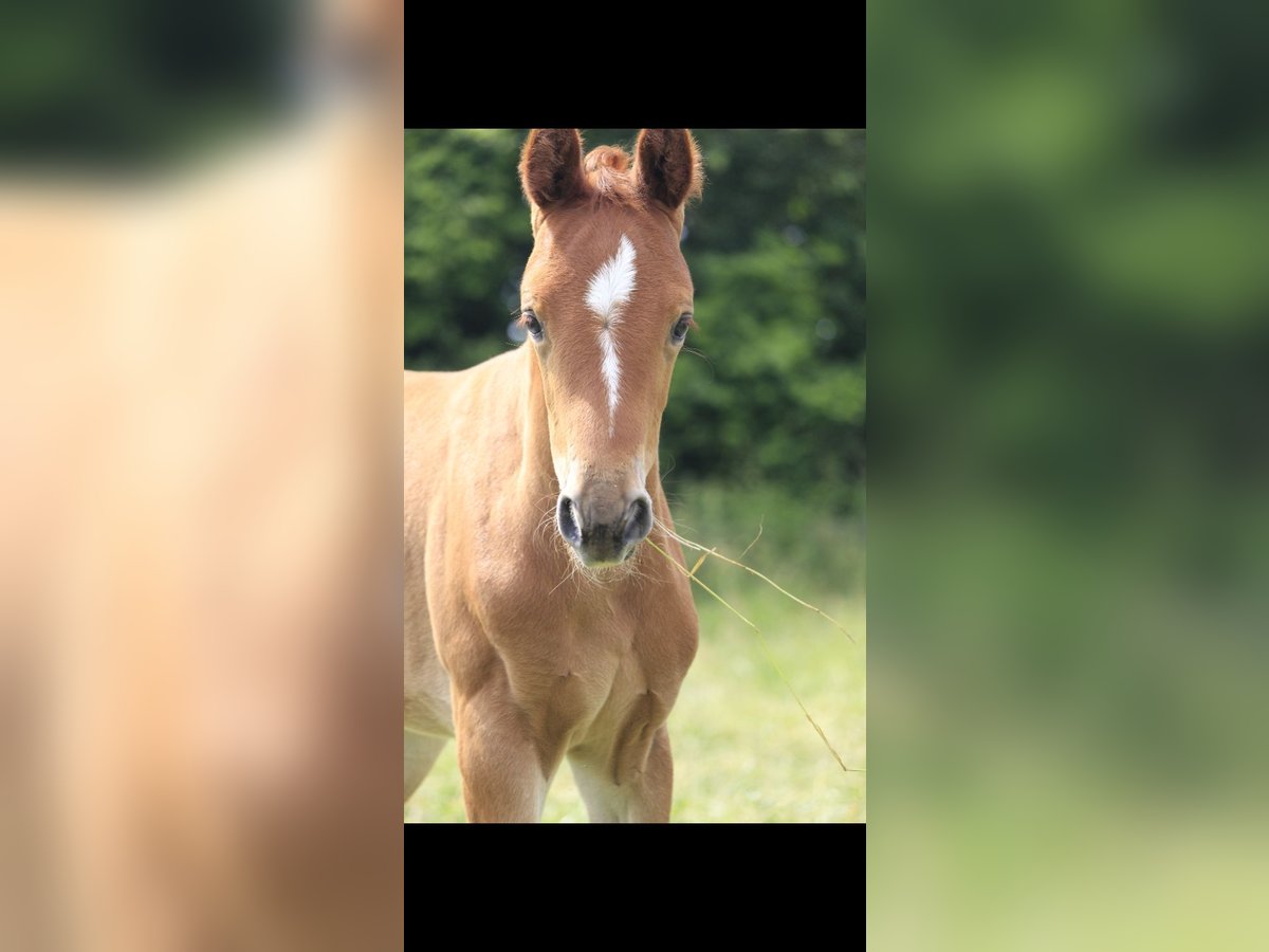 Westphalian Mare Foal (05/2024) Chestnut-Red in Rosendahl