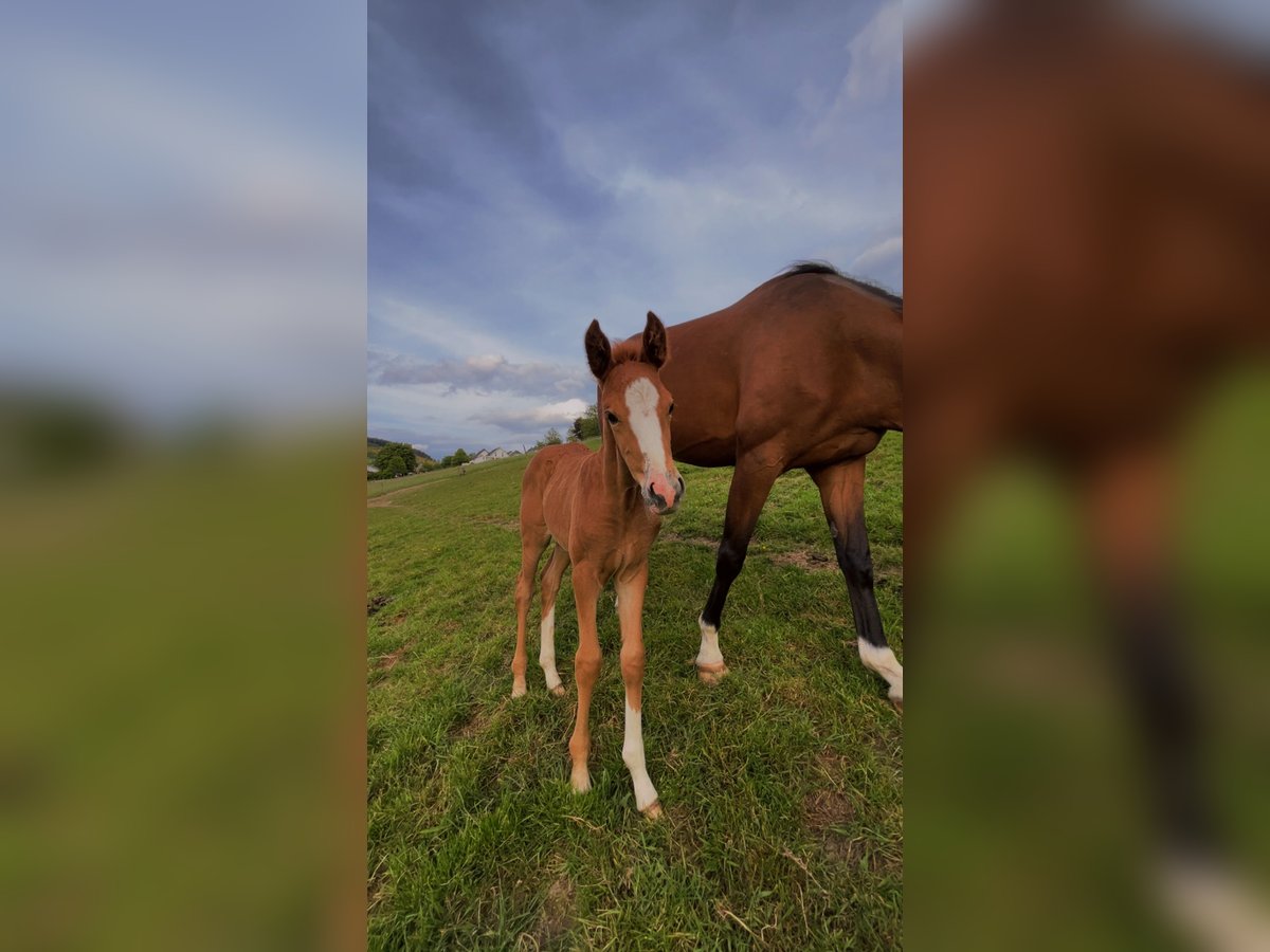 Westphalian Mare  Chestnut-Red in Schmallenberg