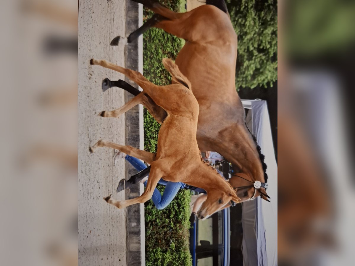 Westphalian Mare Foal (05/2025) Chestnut-Red in Suhlendorf