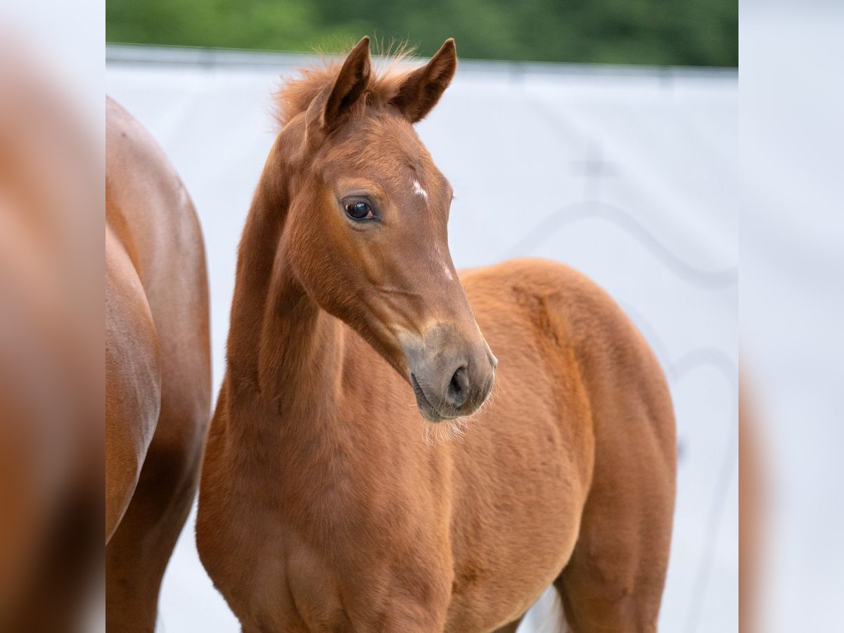Westphalian Mare Foal (03/2023) Chestnut-Red in Münster-Handorf