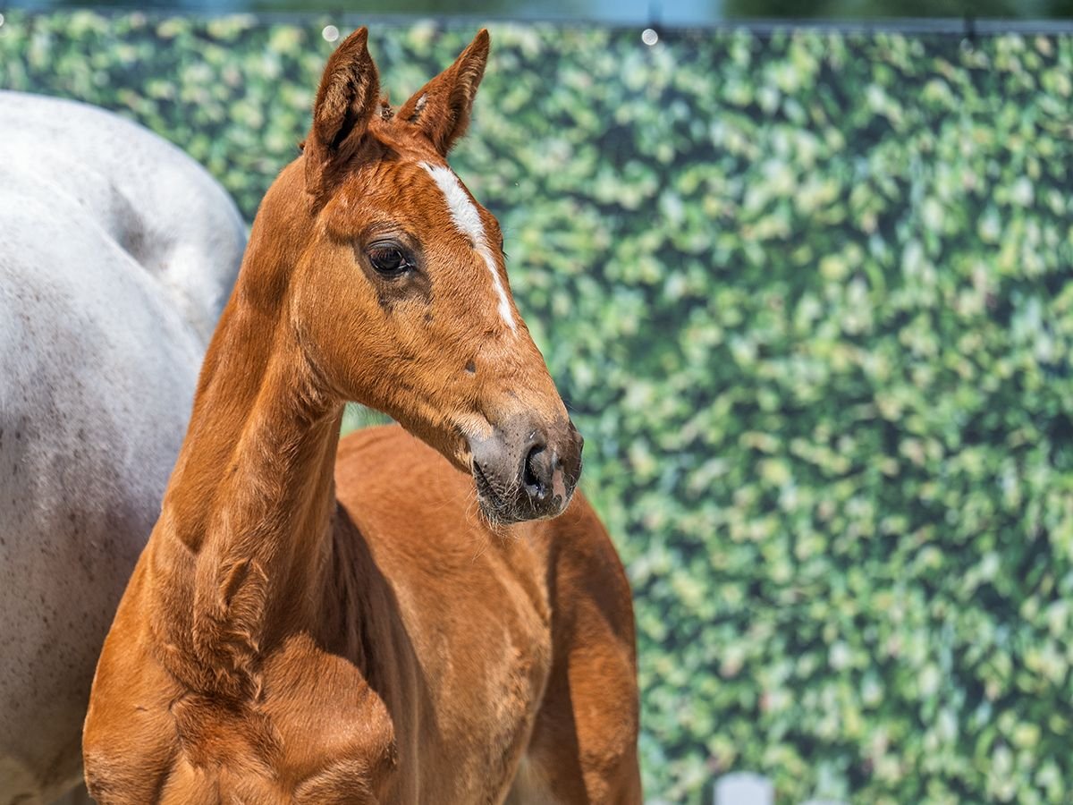 Westphalian Mare  Chestnut-Red in M&#xFC;nster Handorf