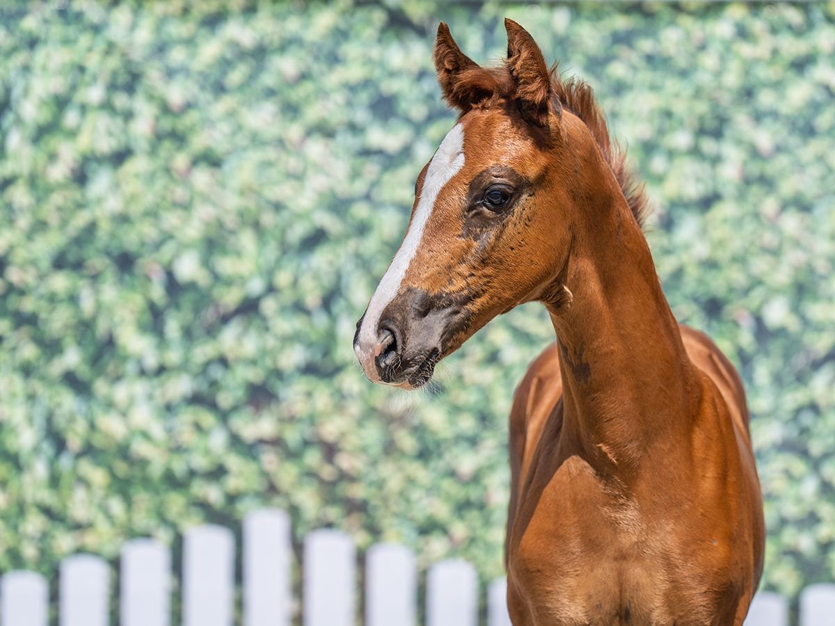 Westphalian Mare  Chestnut-Red in M&#xFC;nster Handorf
