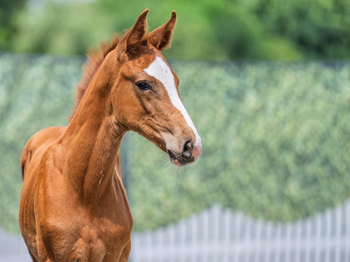 Westphalian Mare  Chestnut-Red in M&#xFC;nster Handorf