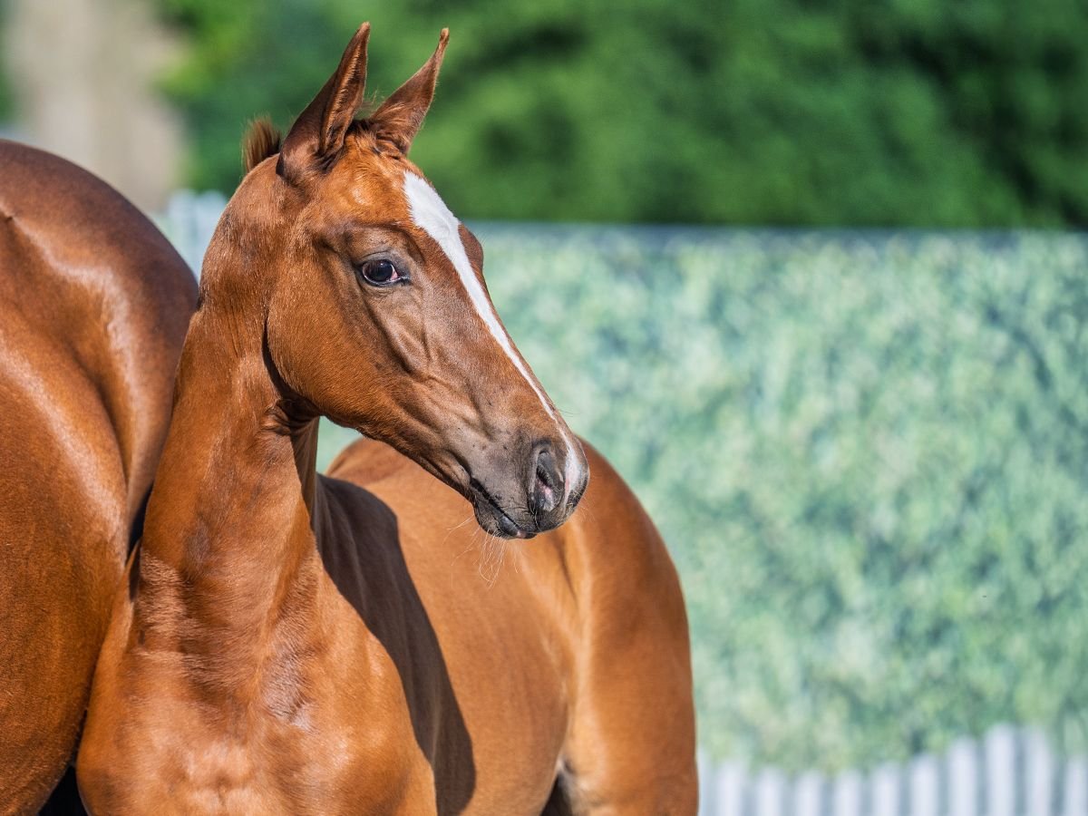 Westphalian Mare  Chestnut-Red in M&#xFC;nster Handorf