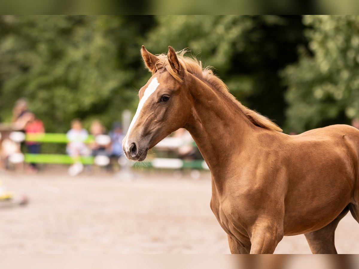 Westphalian Mare Foal (03/2025) Chestnut-Red in Vlotho