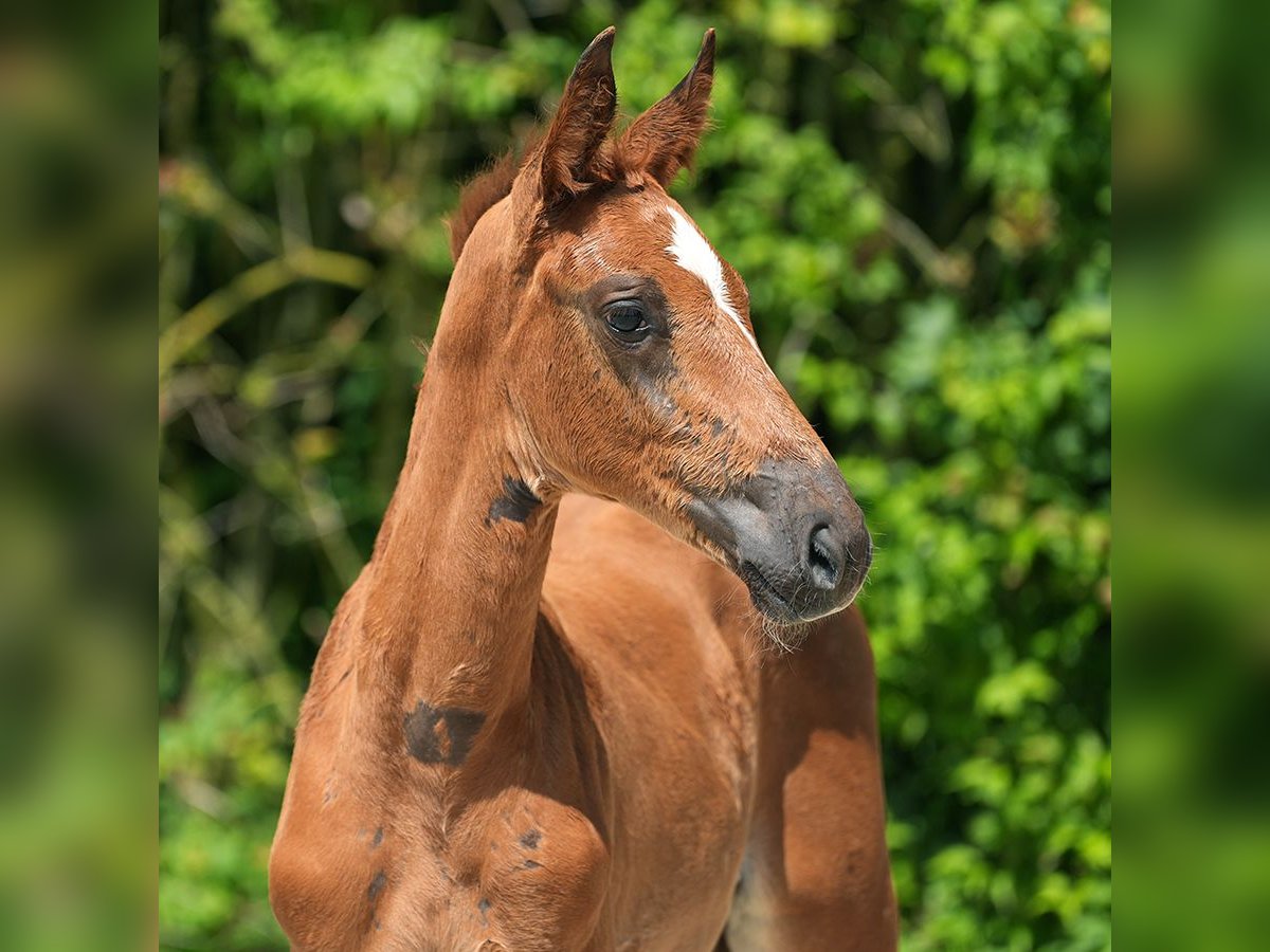 Westphalian Mare Foal (04/2024) Chestnut in Münster-Handorf