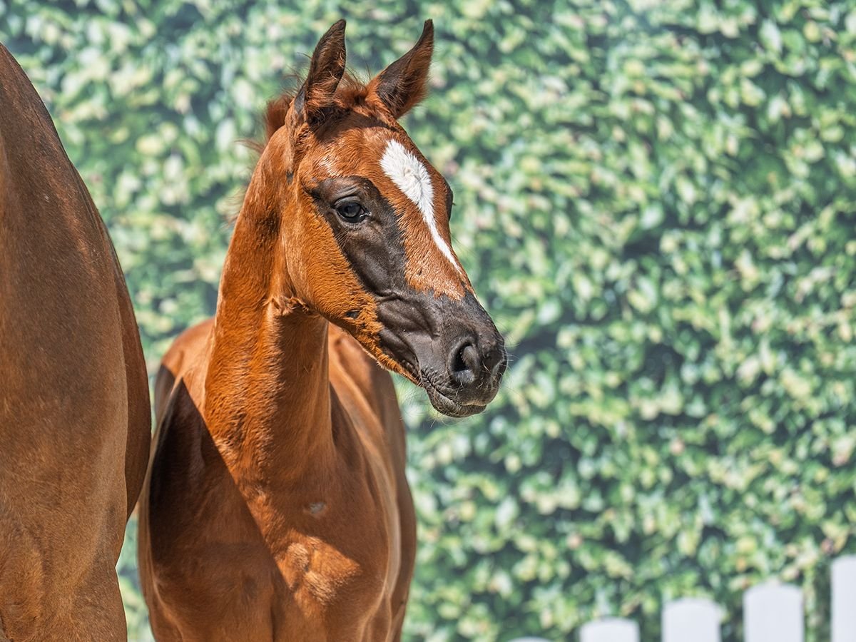 Westphalian Mare  Chestnut in M&#xFC;nster Handorf