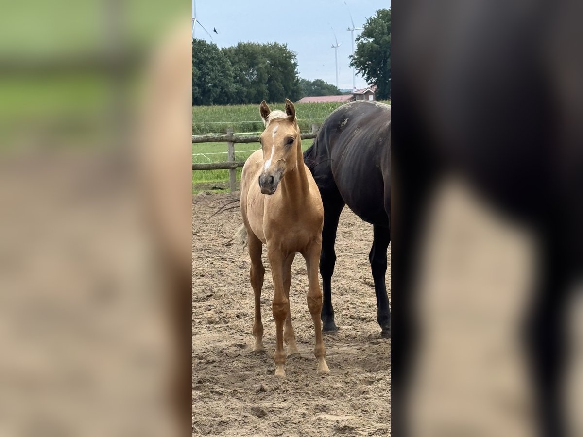 Westphalian Mare Foal (04/2025) in Neuenkirchen-V&#xF6;rdenV&#xF6;rden