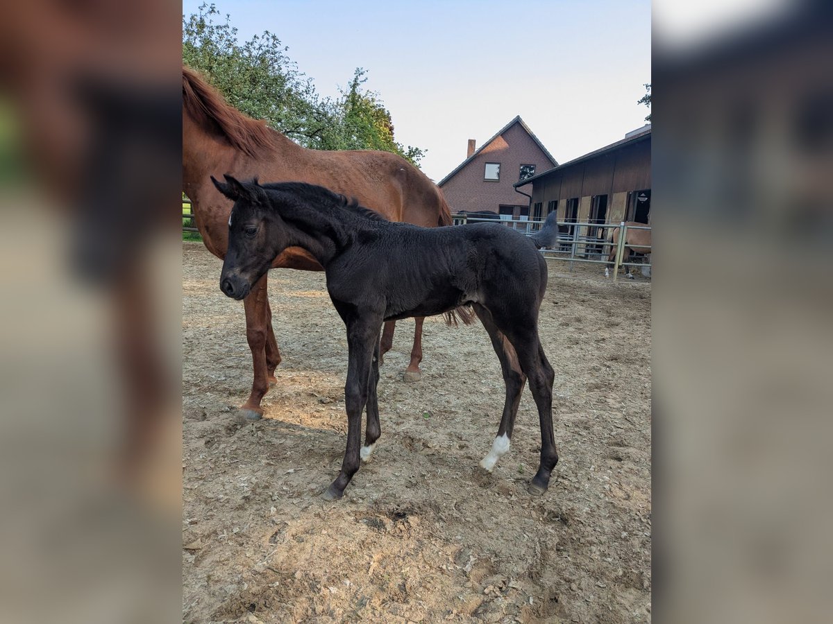 Westphalian Mare  in Vreden