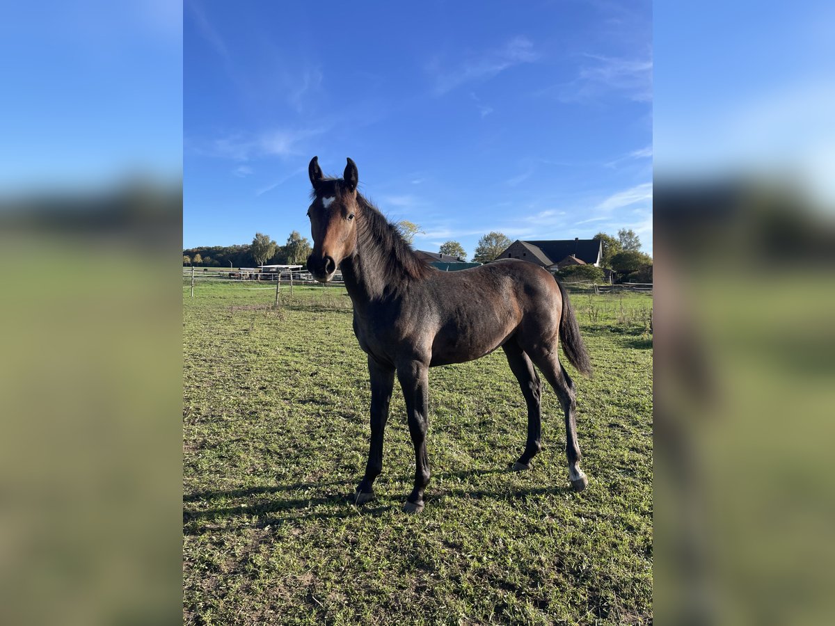 Westphalian Mare Foal (03/2025) Grey in Langenberg Westphalian Mare Foal (03/2025) Grey in Langenberg