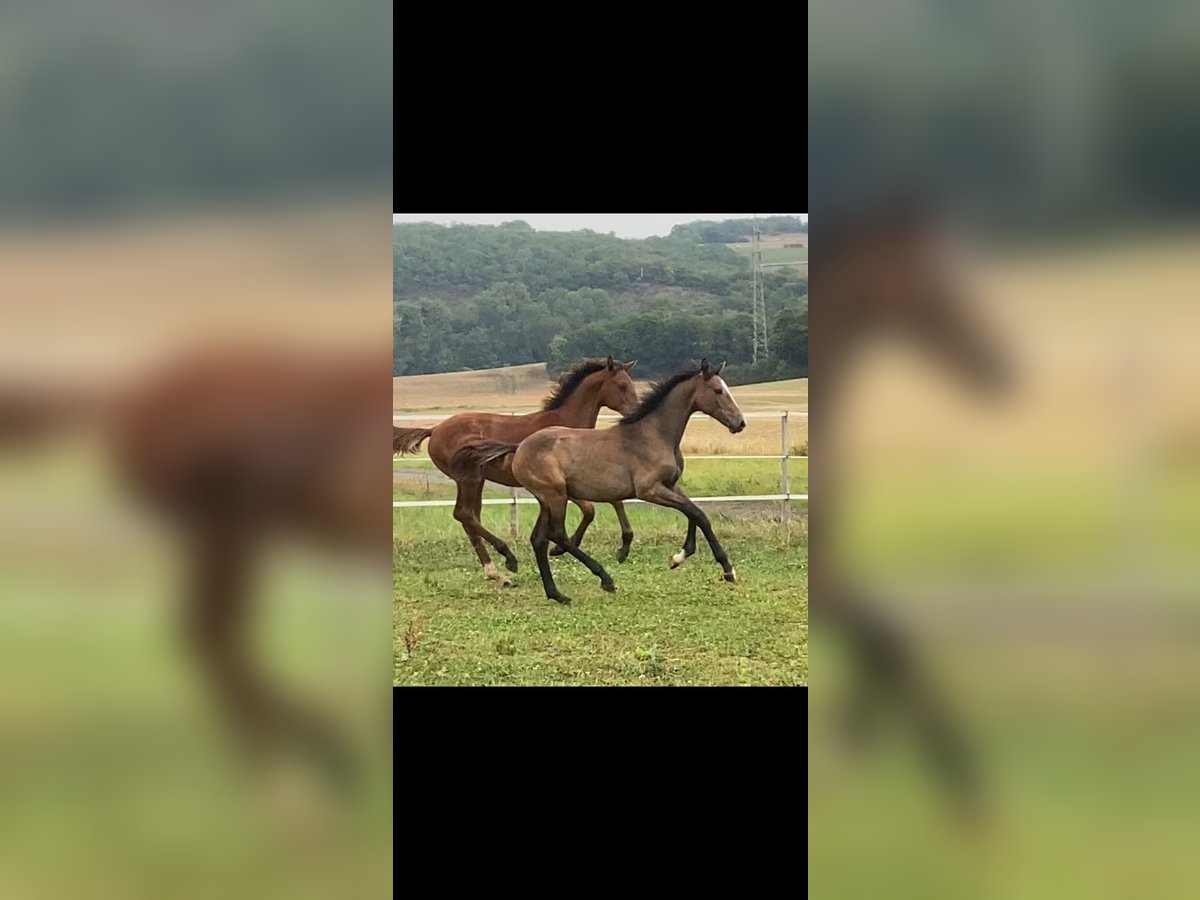 Westphalian Mare Foal (03/2025) Grey in Mayen