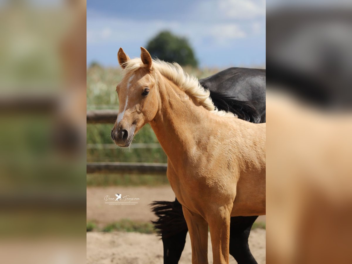 Westphalian Mare Foal (03/2025) Palomino in Neuenkirchen-V&#xF6;rden