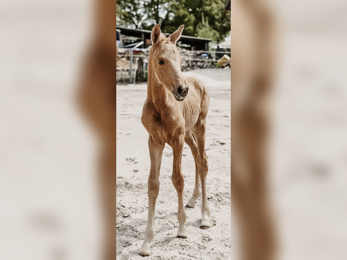 Westphalian Mare Foal (04/2025) Palomino in Ihlow Westphalian Mare Foal (04/2025) Palomino in Ihlow