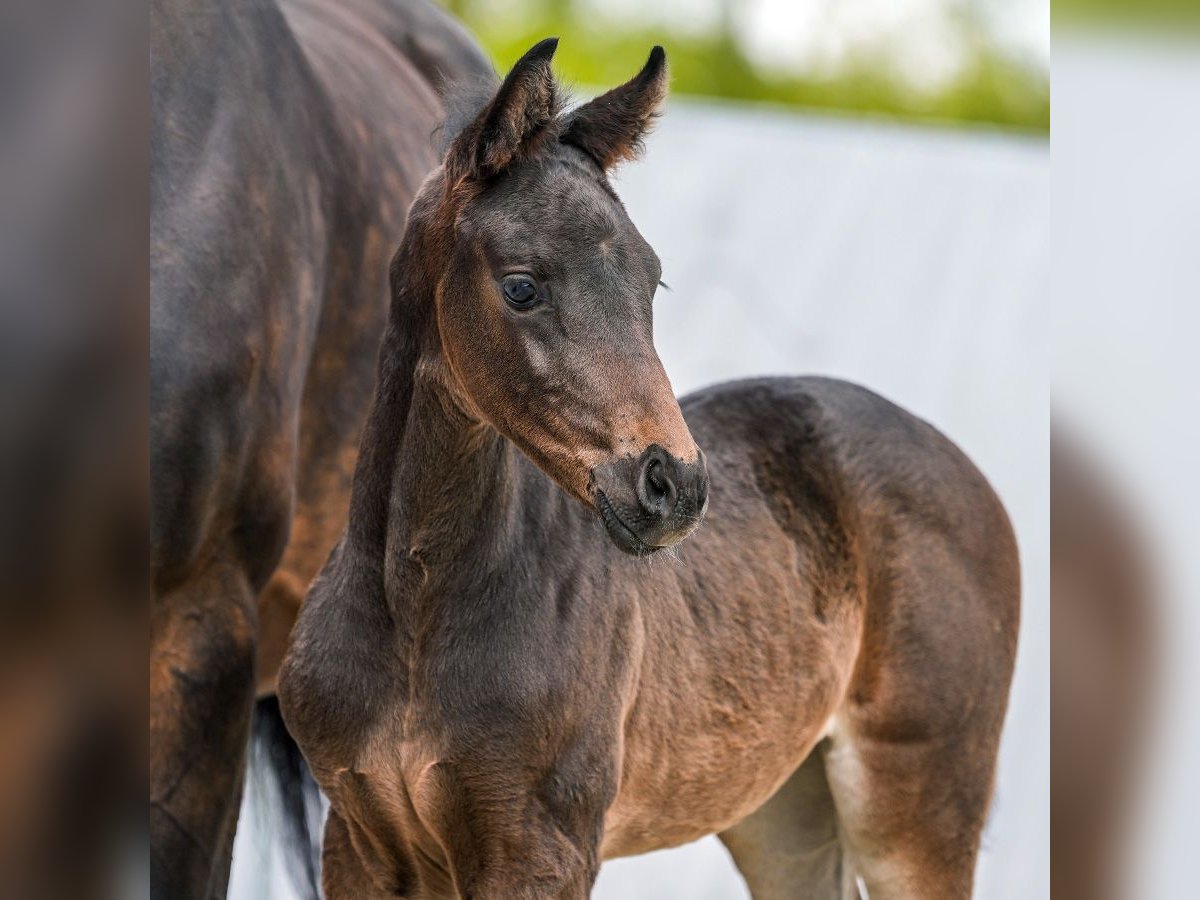 Westphalian Mare Foal (03/2024) Smoky-Black in Münster-Handorf