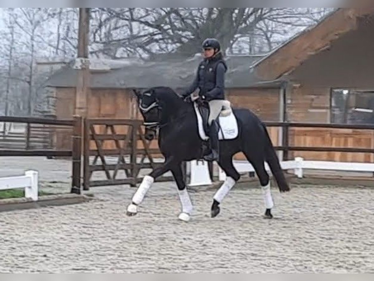 Westphalian Mare Foal (04/2025) Smoky-Black in Horstmar