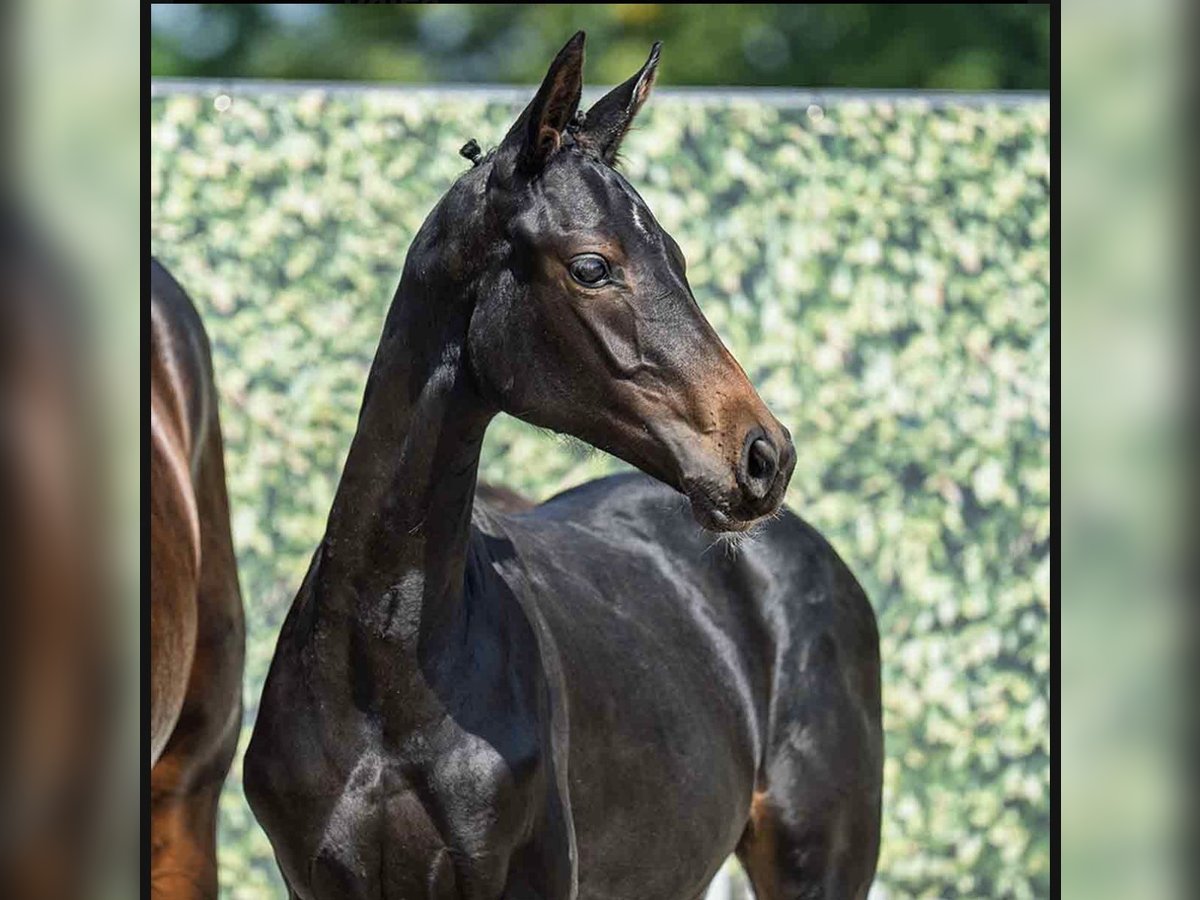 Westphalian Mare Foal (03/2025) Smoky-Black in Bad Oeynhausen