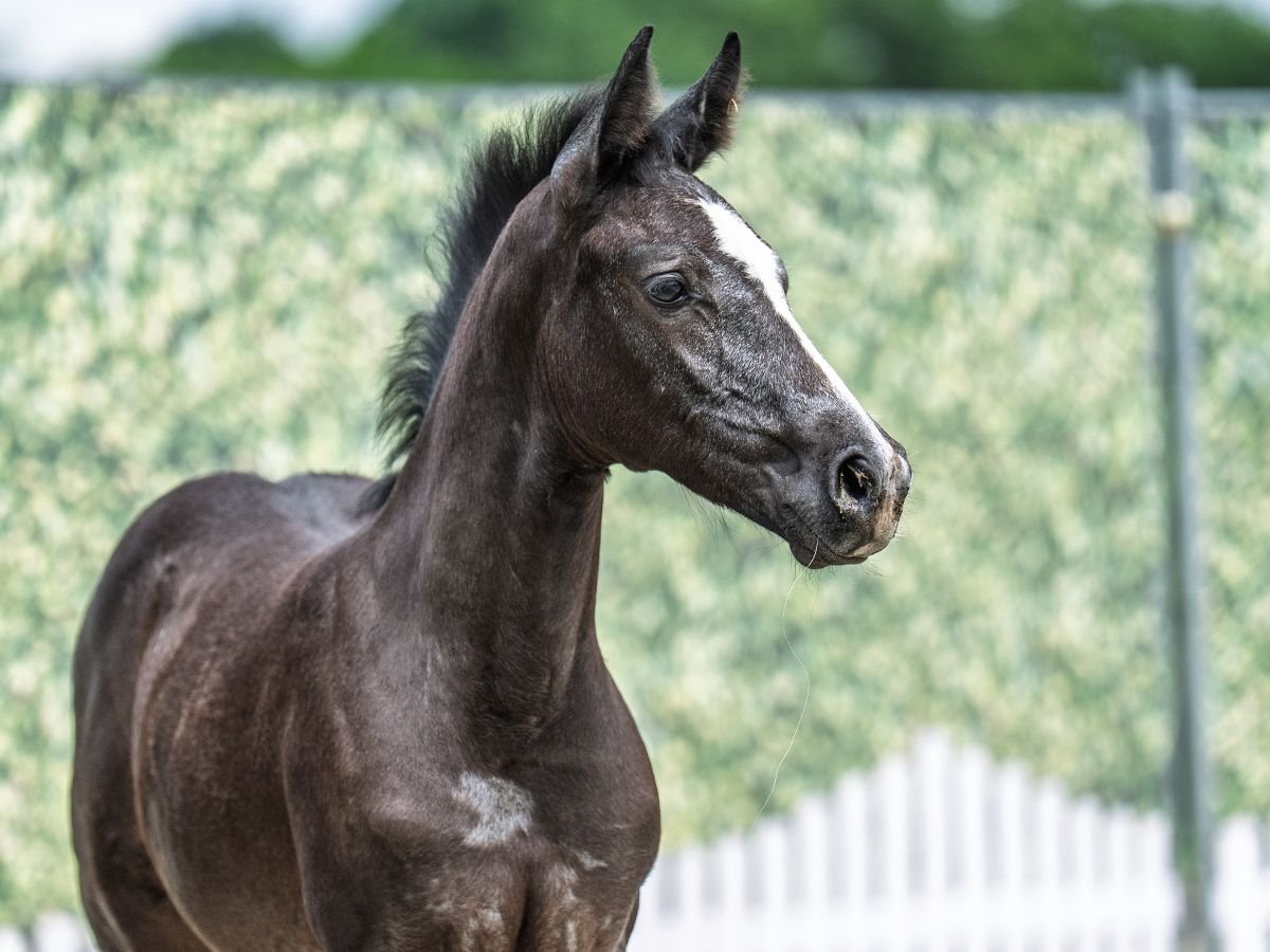 Westphalian Mare  Smoky-Black in M&#xFC;nster Handorf