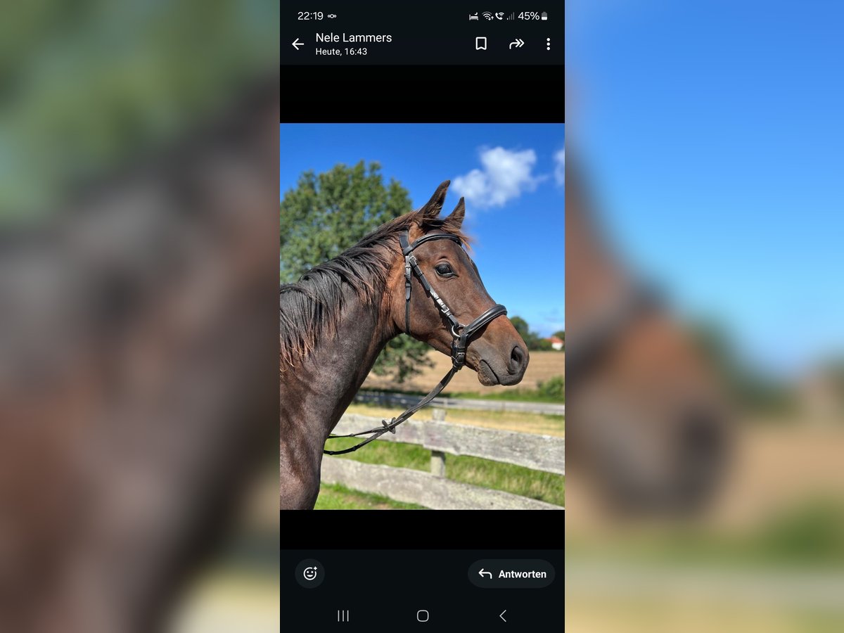Westphalian Stallion 1 year 14,1 hh Bay-Dark in Kronsgaard