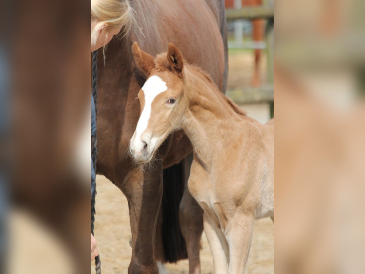 Westphalian Stallion 1 year 16,2 hh Chestnut-Red in Kutenholz