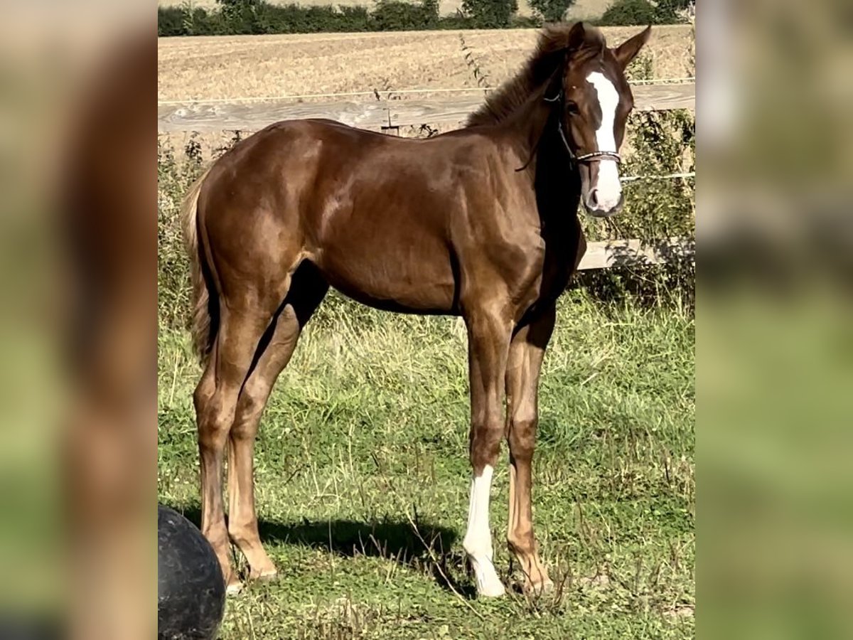 Westphalian Stallion 1 year 16,2 hh Chestnut in Emmerthal