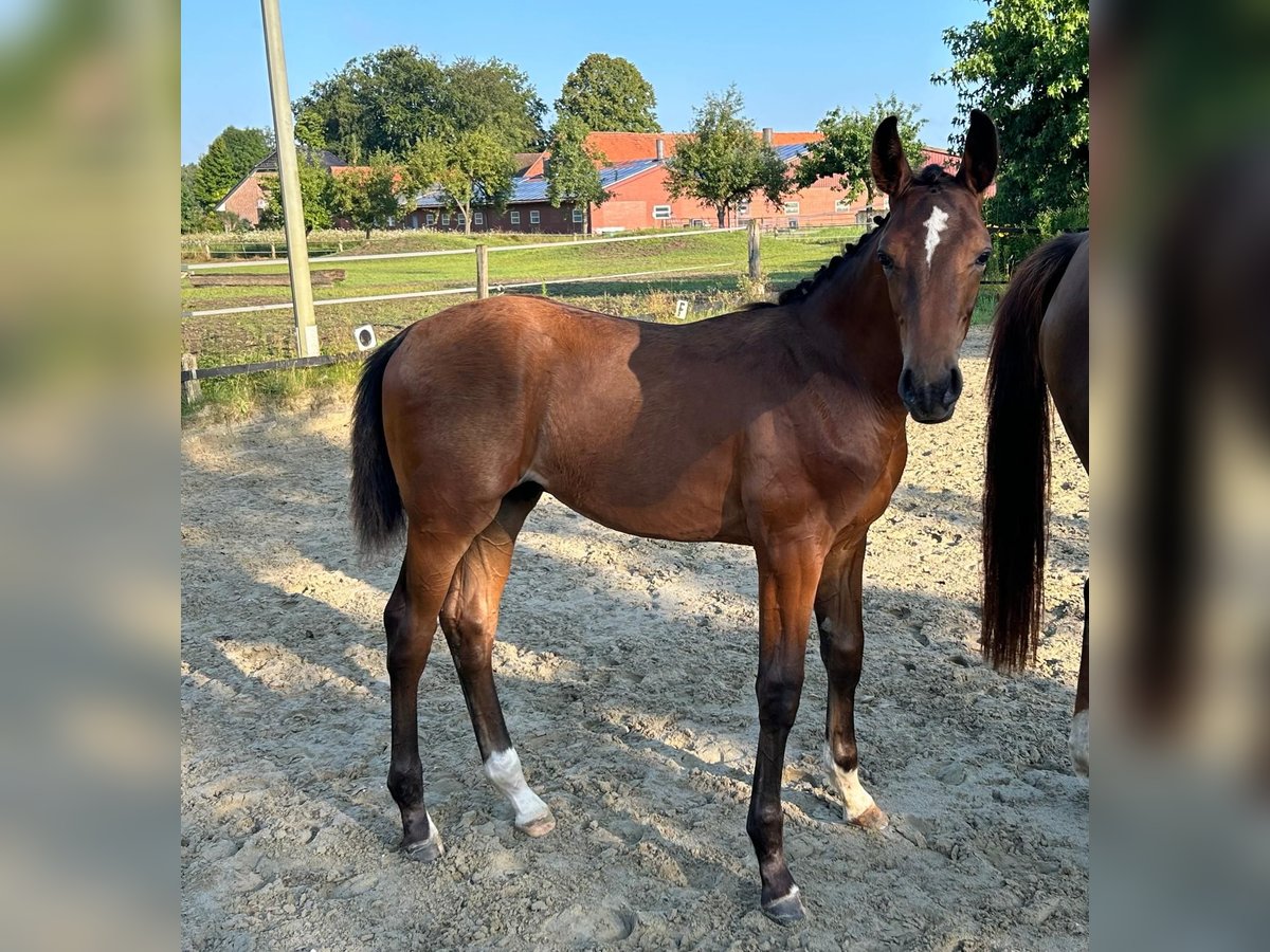 Westphalian Stallion 1 year 16,3 hh Brown in Harsewinkel