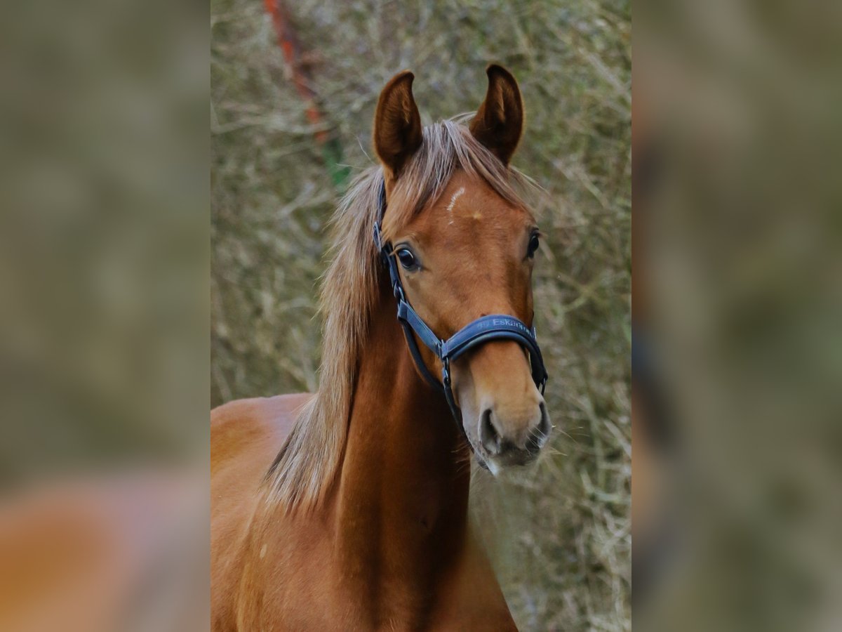 Westphalian Stallion 1 year 16,3 hh Chestnut in Lippstadt