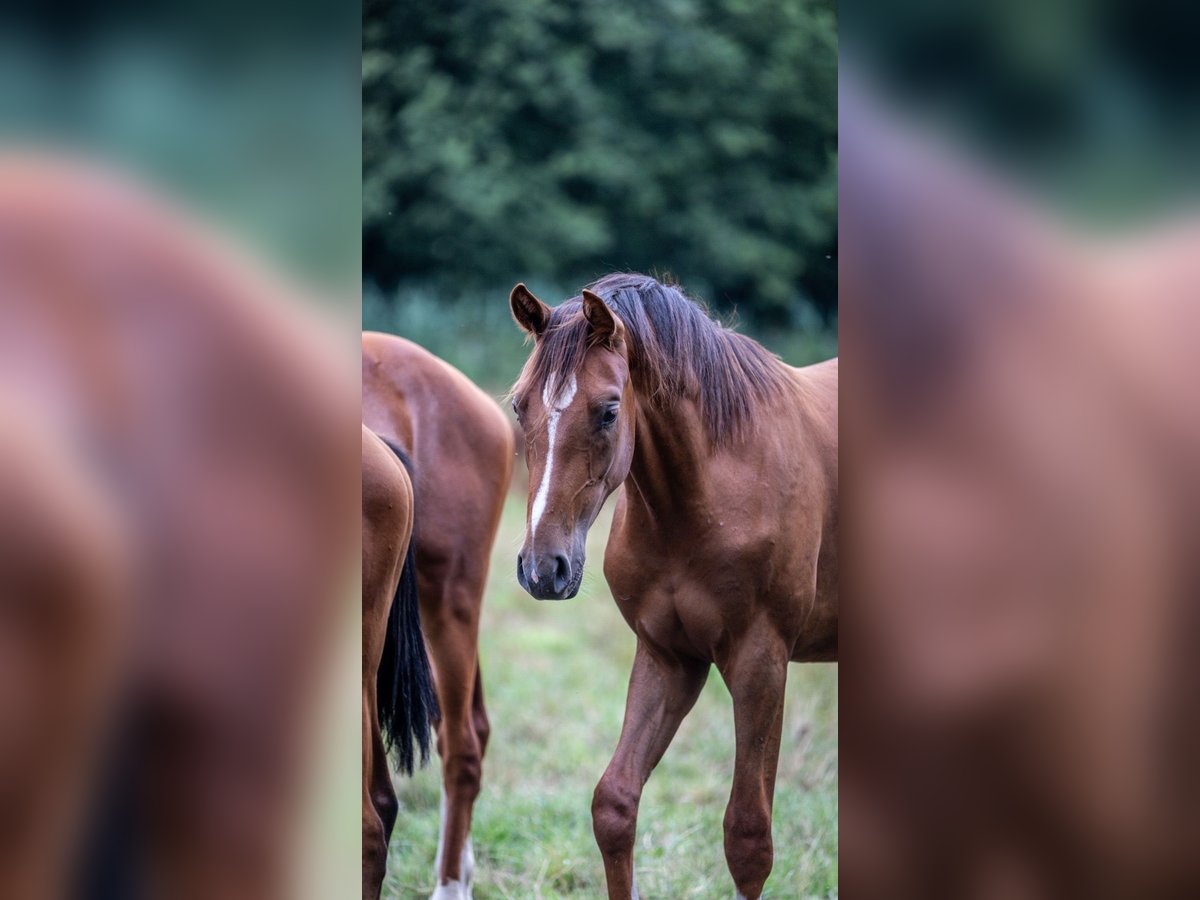 Westphalian Stallion 1 year 16,2 hh Bay-Dark in Borken