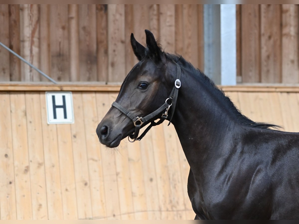 Westphalian Stallion 1 year Black in Reichenwalde