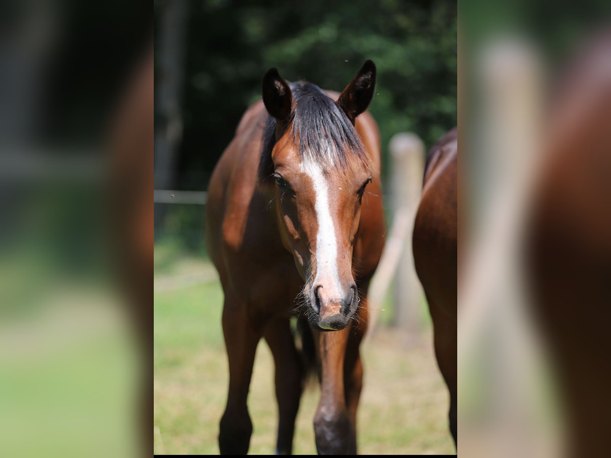Westphalian Stallion 1 year Brown in Merzen